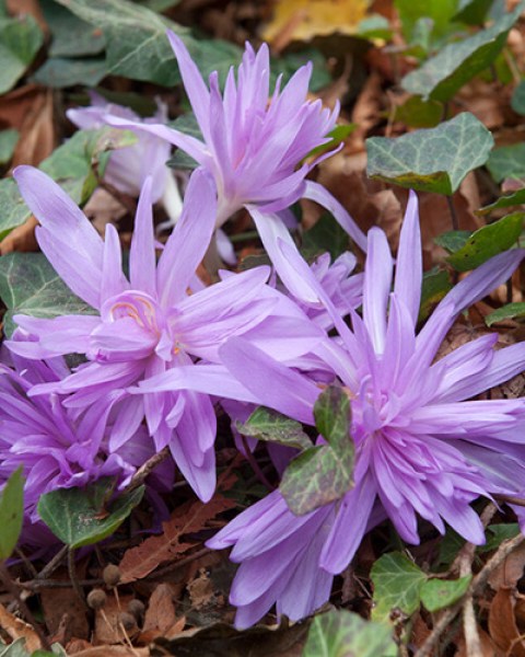 Colchicum waterlily.jpg